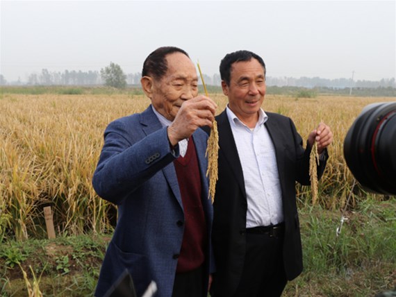 河北硅谷肥業(yè)有機(jī)硅水溶緩釋肥助力“超級(jí)稻”再創(chuàng)世界紀(jì)錄！